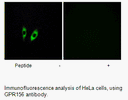 Product image for GPR156 Antibody