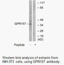 Product image for GPR157 Antibody