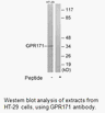 Product image for GPR171 Antibody