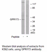 Product image for GPR173 Antibody