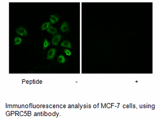 Product image for GPRC5B Antibody