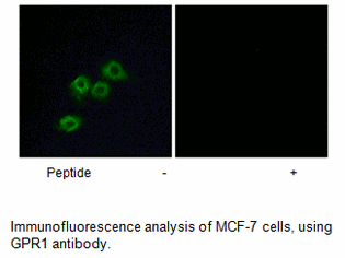 Product image for GPR1 Antibody