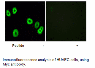Product image for GPR18 Antibody