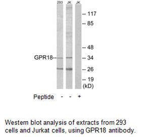 Product image for GPR18 Antibody