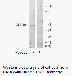 Product image for GPR19 Antibody