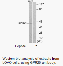 Product image for GPR20 Antibody