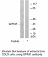 Product image for GPR31 Antibody