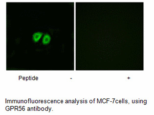Product image for GPR56 Antibody