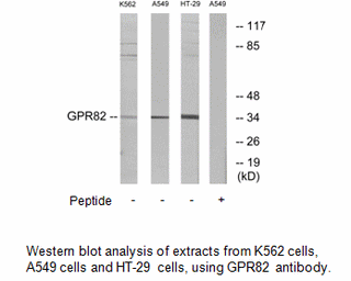 Product image for GPR82 Antibody