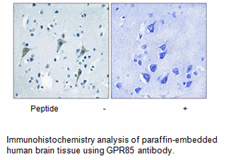 Product image for GPR85 Antibody