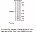 Product image for GPR87 Antibody