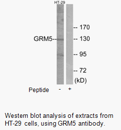 Product image for GRM5 Antibody