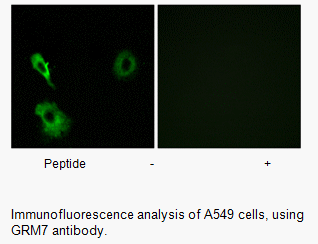 Product image for GRM7 Antibody