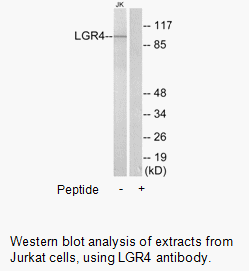 Product image for LGR4 Antibody