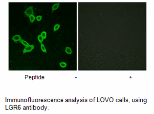 Product image for LGR6 Antibody