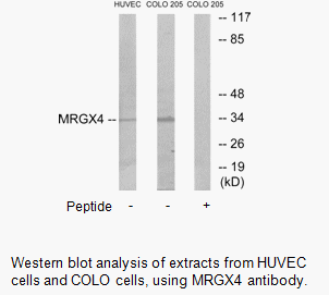 Product image for MRGX4 Antibody