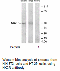 Product image for NK2R Antibody