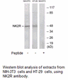 Product image for NK2R Antibody