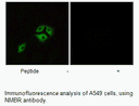 Product image for NMBR Antibody
