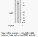 Product image for NMBR Antibody