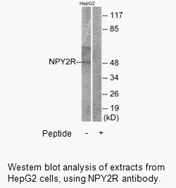 Product image for NPY2R Antibody
