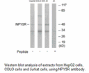 Product image for NPY5R Antibody