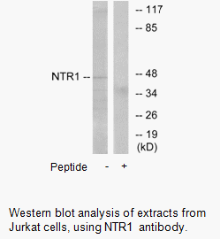 Product image for NTR1 Antibody