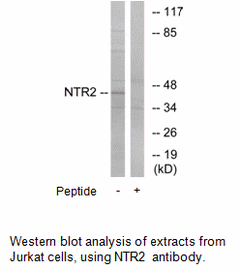 Product image for NTR2 Antibody
