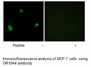 Product image for OR10A4 Antibody