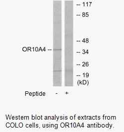 Product image for OR10A4 Antibody