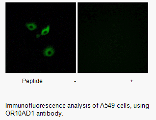 Product image for OR10AD1 Antibody
