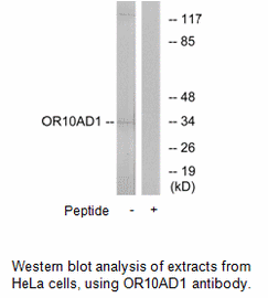 Product image for OR10AD1 Antibody