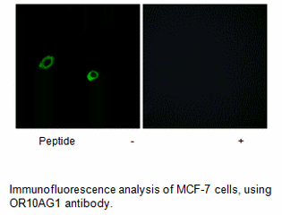 Product image for OR10AG1 Antibody