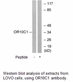 Product image for OR10C1 Antibody
