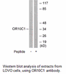 Product image for OR10C1 Antibody