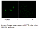 Product image for OR10G2 Antibody