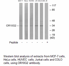 Product image for OR10G2 Antibody