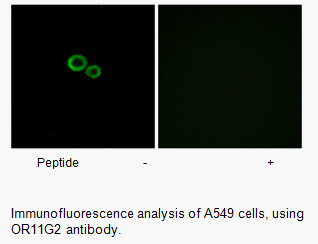 Product image for OR11G2 Antibody