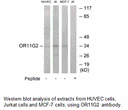 Product image for OR11G2 Antibody