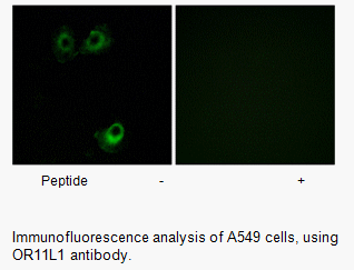 Product image for OR11L1 Antibody