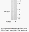 Product image for OR13C4 Antibody