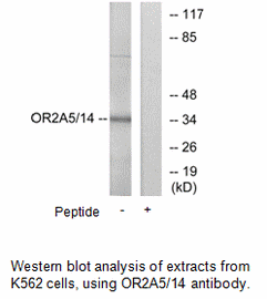 Product image for OR2A5/2A14 Antibody