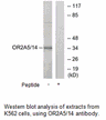 Product image for OR2A5/2A14 Antibody