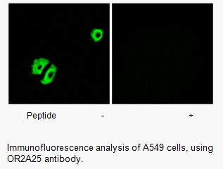 Product image for OR2A25 Antibody