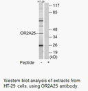 Product image for OR2A25 Antibody