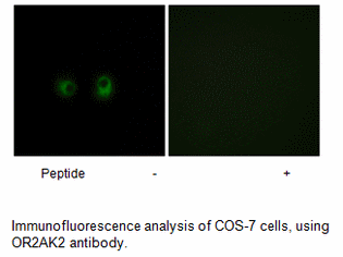 Product image for OR2AK2 Antibody