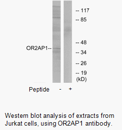 Product image for OR2AP1 Antibody