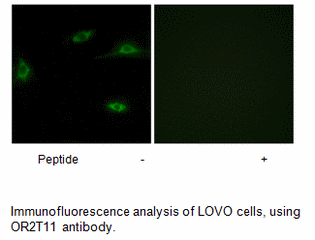 Product image for OR2T11 Antibody