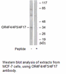 Product image for OR4F4/4F5/4F17 Antibody