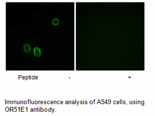 Product image for OR51E1 Antibody